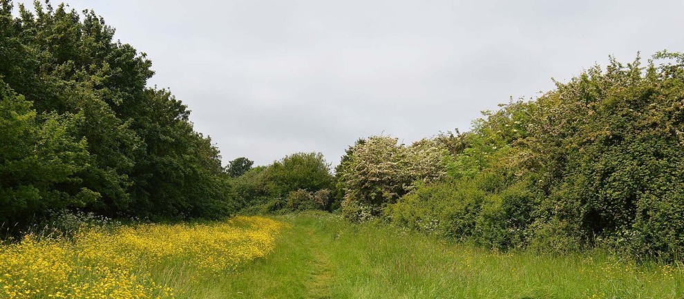 Lots of greenery with grass, trees and flowers.