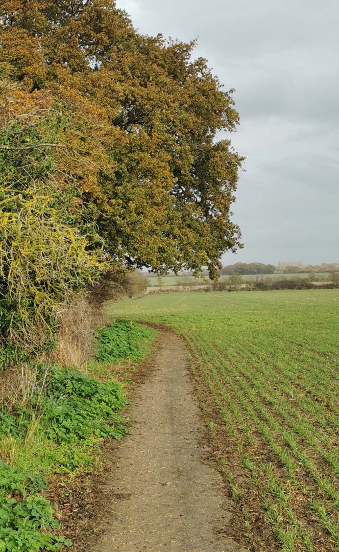 Path with grass on either side and trees