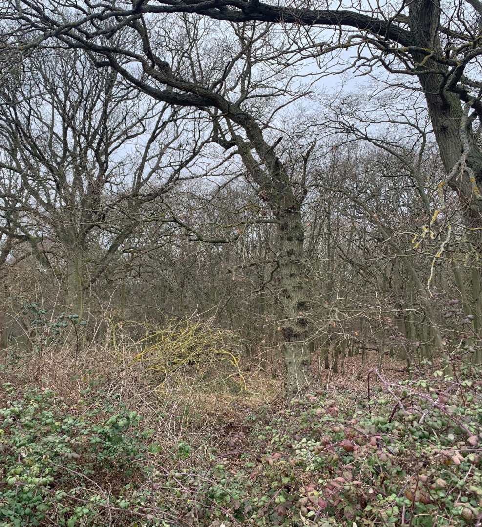 wooded forest area with trees