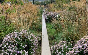 purple flowers and shrubbery