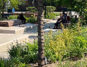 Tree in the foreground with modern benches, shrubbery, greenery and a new path in the background.
